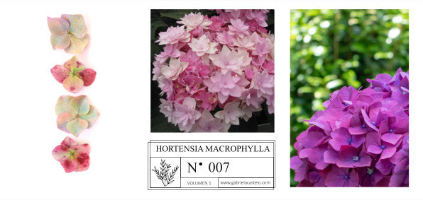 Hortensias: El Encanto Floral que Puedes Crear con Tela